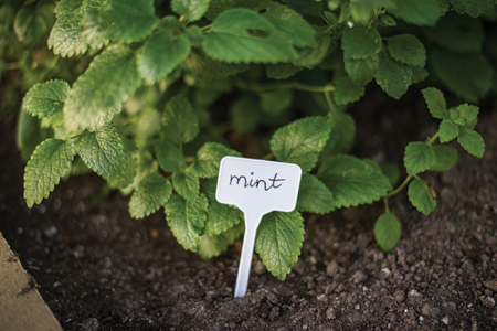Etichete pentru Plante si Rasaduri 15x5.5cm Bradas, Suport Plastic Mare pentru Marcare Set 10 Bucati [2]