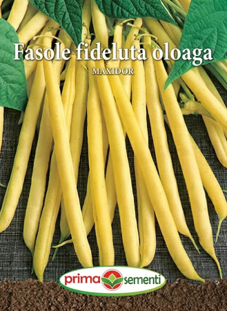 Seminte fasole - Seminte Fasole Fideluta Oloaga Maxidor 15g - Soi Galben Pitic Fara Ate
