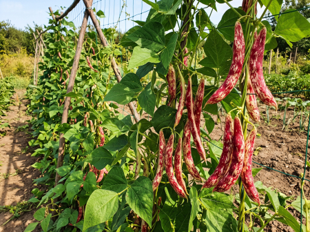 Seminte Fasole Lata Urcatoare Borlotto Red 10g - Soi Pestrit Productiv pe Araci [1]