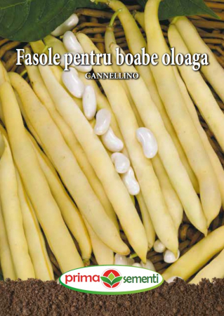 Seminte fasole - Fasole oloagă Cannelino 500 g