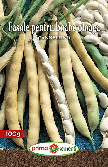 Seminte fasole - Seminte Fasole Oloaga Cannellino 100g - Soi Productiv Tip Tufa cu Boabe Albe