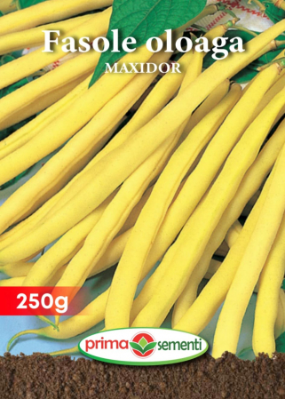 Seminte fasole - Fasole oloaga Maxidor