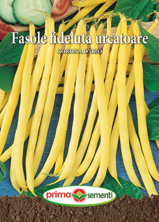 Seminte fasole - Fasole urcatoare Corona D’Oro