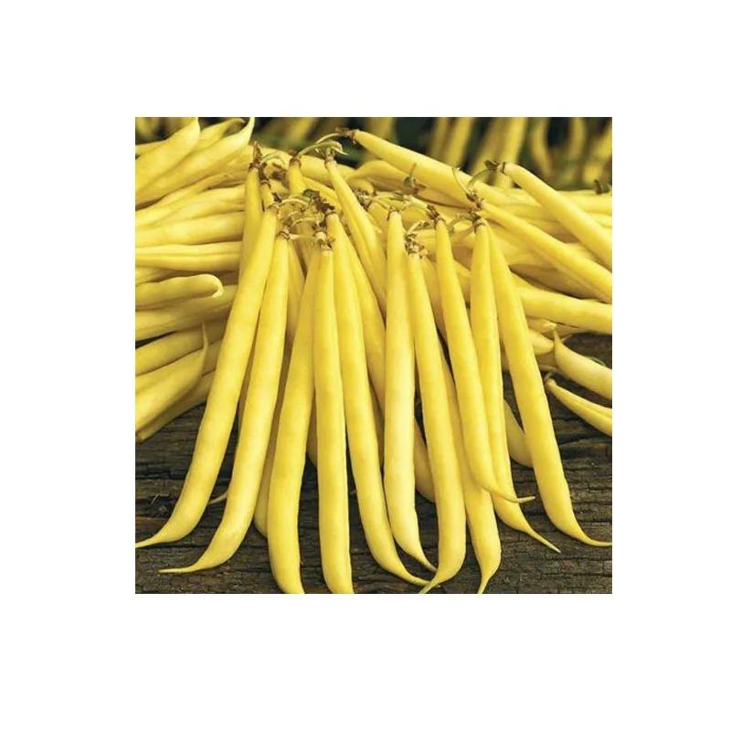 Fasole Urcatoare Corona d'Oro 70g – Pastai Mari, Galbene, Extra-Productive [1]