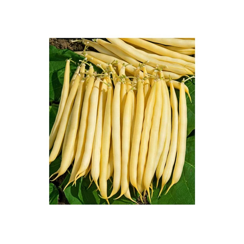 Seminte - Seminte Fasole Urcatoare Kentucky Wonder Wax 40g Agrosem - Tecuta Galbena Delicioasa