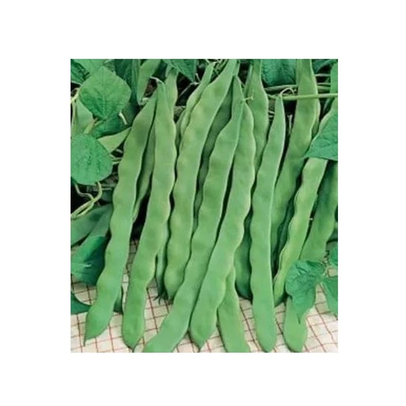 Fasole Urcatoare Supermarconi – Pastai Lungi, Carnoase, Gust Dulce 30g [1]