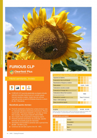 Floarea soarelui - Floarea Soarelui Kws FURIOUS CLP (sac 150000 seminte)