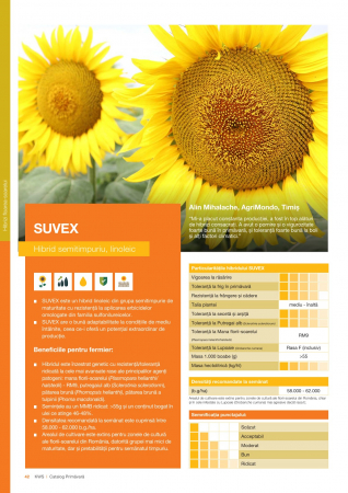 Floarea soarelui - Floarea soarelui Kws SUVEX (sac 150000 seminte)
