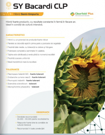 Floarea soarelui - Floarea Soarelui Syngenta Bacardi (sac 150000 seminte)