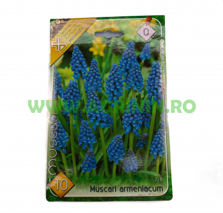 Seminte flori - Muscari Albaștrii- Bulbi