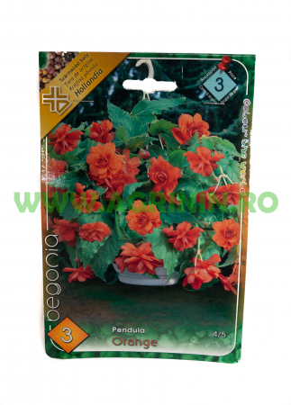 Seminte flori - Begonia Portocalie