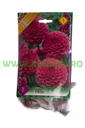 Seminte flori - Dalia Violet