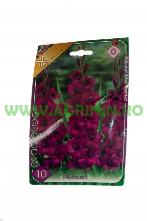 Seminte flori - Gladiole Violet