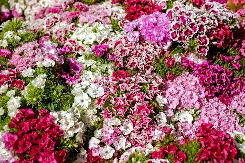 Garoafa Chinezeasca – Flori Elegante cu Petale Fine [1]