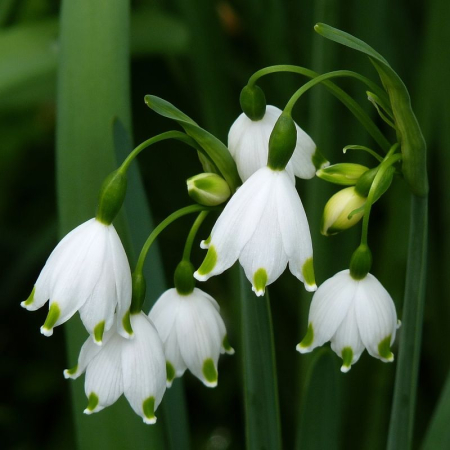 Bulbi de flori - Ghiocei de vara / Leucojum Gravetye Giant - 5 bulbi
