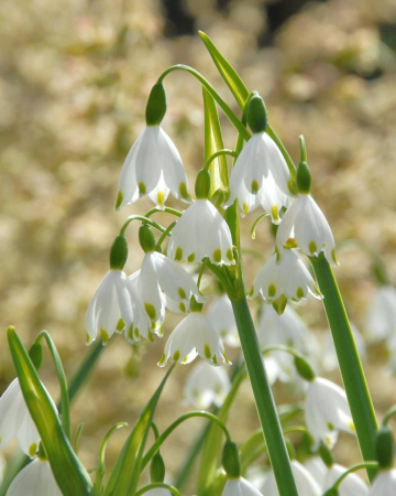 Ghiocei de vara / Leucojum Gravetye Giant - 5 bulbi [2]