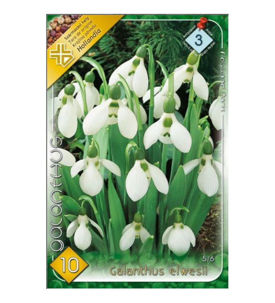 Bulbi de flori - Ghiocei / Galanthus elwesii