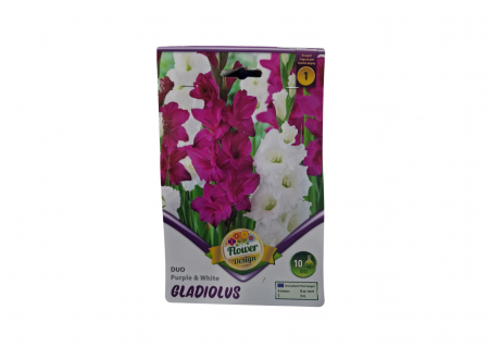 Bulbi de flori - Gladiole / Gladiolus DUO Purple and White CAT 1