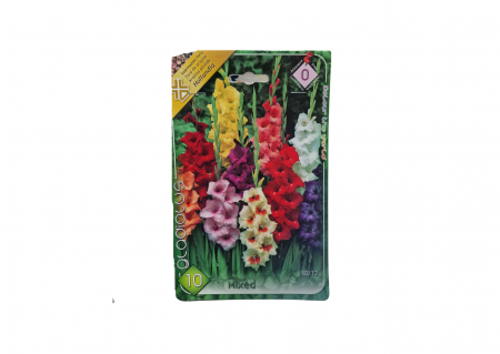 Bulbi de flori - Gladiole / Gladiolus Large Mix CAT 0