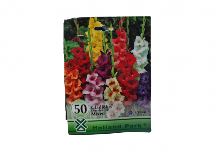 Bulbi de flori - Gladiole / Gladiolus Large Mix MEGA
