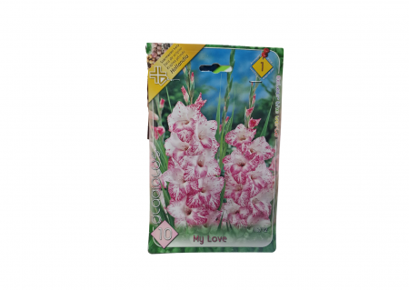 Bulbi de flori - Gladiole / Gladiolus My Love CAT 1