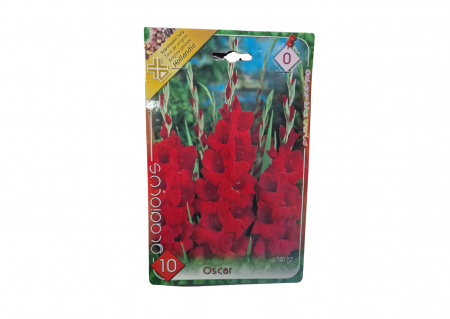 Bulbi de flori - Gladiole / Gladiolus Oscar CAT 0
