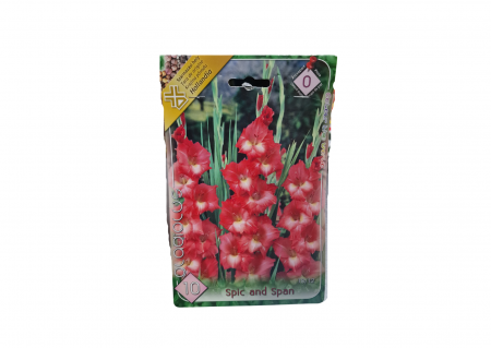 Bulbi de flori - Gladiole / Gladiolus Spic and Span CAT 0