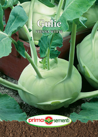Seminte de Gulii - Gulie Vienna White