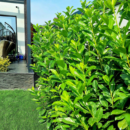 Ingrasamant lichid pentru plante verzi 0.5 L Biopon - Vitalitate si Frunze Stralucitoare [1]