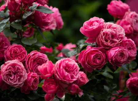 Ingrasamant lichid pentru trandafiri 0.5 L Biopon - Inflorire Bogata si Culori Intense [1]