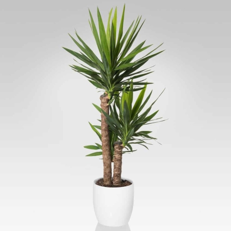 Ingrasamant Palmieri Yucca Dracena 0.5 L – plante decorative [1]
