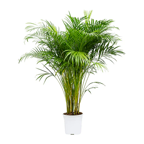 Ingrasamant Palmieri Yucca Dracena 0.5 L – plante decorative [2]