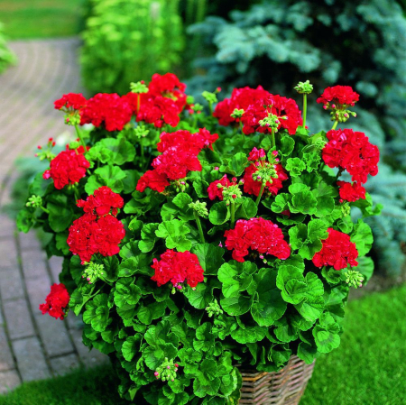 Ingrasamant Solubil Biopon Bloom Muscata si Flori Balcon 200g - Inflorire de Durata [2]