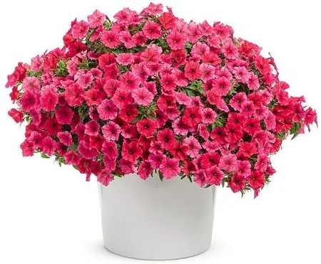 Ingrasamant Solubil Biopon Bloom Petunii si Supertunii 200g - Cascada de Flori [1]