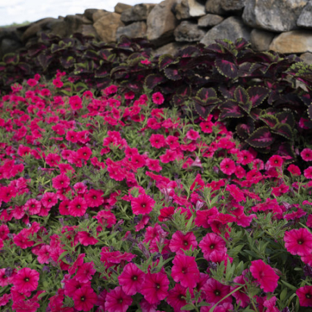 Ingrasamant Solubil Biopon Bloom Petunii si Supertunii 200g - Cascada de Flori [3]