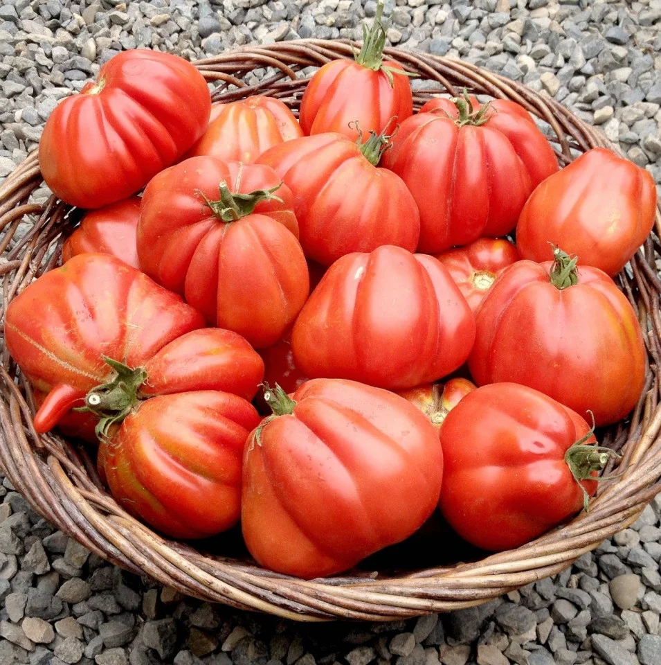 Ingrasamant Solubil Biopon Bloom Rosii 200g - Pentru Productie Maxima si Gust Intens [3]