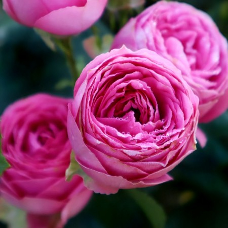 Ingrasamant Solubil Biopon Bloom Trandafiri 200g - Pentru Inflorire Abundenta [1]