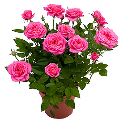 Ingrasamant Solubil Biopon Bloom Trandafiri 200g - Pentru Inflorire Abundenta [2]