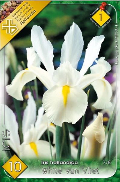 Bulbi de flori - Iris Alb / hollandica White van Vliet