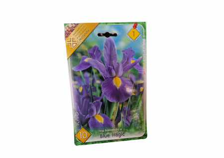 Bulbi de flori - Iris Blue Magic /