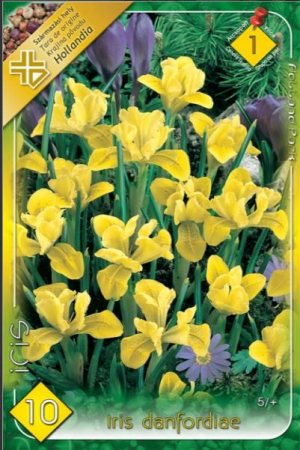 Bulbi de flori - Iris galben / Danfordiae