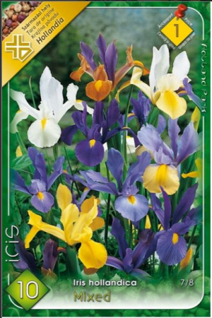 Bulbi de flori - Iris Hollandica Mixed