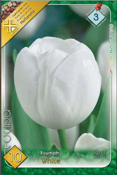 Bulbi de flori - Lalele albe/ Tulipa Triumph white