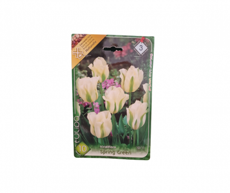 Bulbi de flori - Lalele albe/ Tulipa viridiflora Spring Green