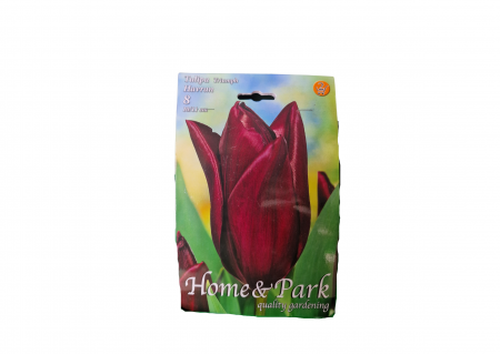 Bulbi de flori - Lalele bordo/ Tulipa triumph Havran