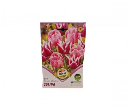 Bulbi de flori - Lalele colorate / Tulipa Duo Claudia & Foxtrot