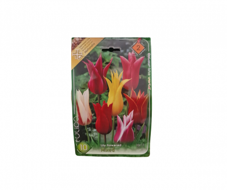 Bulbi de flori - Lalele colorate / Tulipa Lily Flowered Mixed