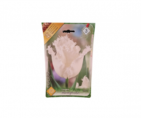 Bulbi de flori - Lalele franjurate albe / Tulipa Honeymoon