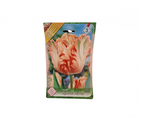 Bulbi de flori - Lalele franjurate portocalii(corai) / Tulipa parrot Apricot Parrot