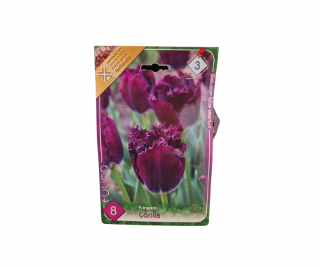 Bulbi de flori - Lalele franjurate violet / Tulipa Gorilla